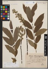 Foto von Salix cinerea L. x Salix viminalis L.